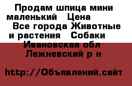 Продам шпица мини маленький › Цена ­ 15 000 - Все города Животные и растения » Собаки   . Ивановская обл.,Лежневский р-н